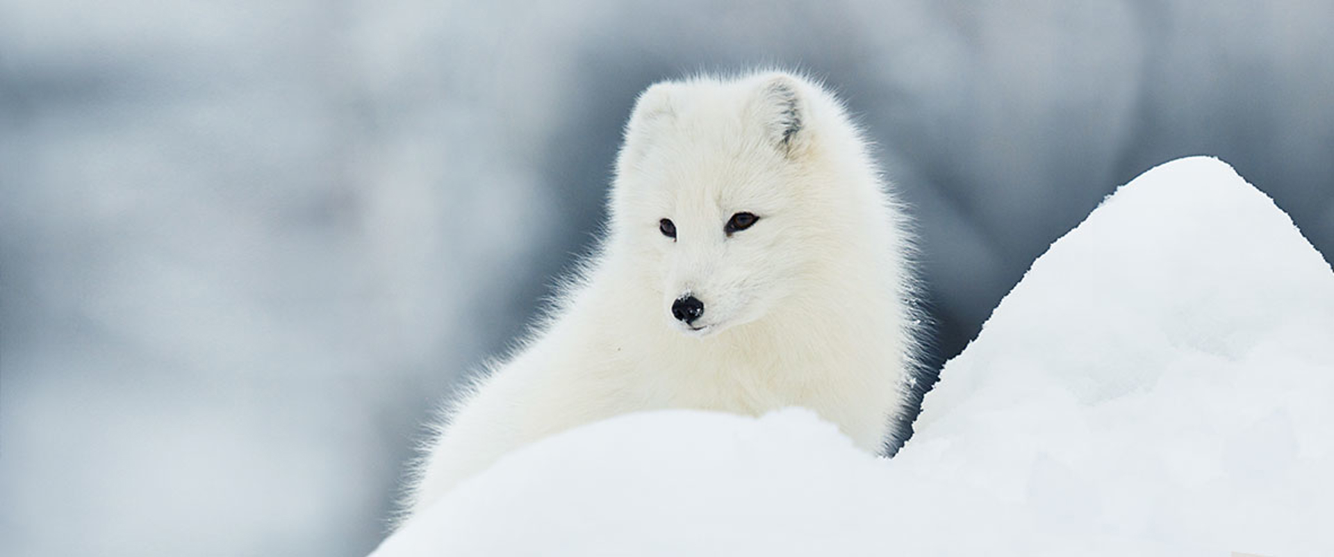 Artic Fox in snow
